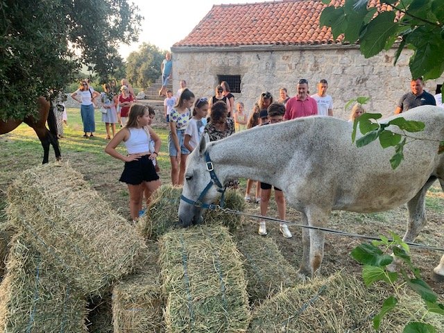  Trodnevni program terapijskog jahanja na Pelješcu